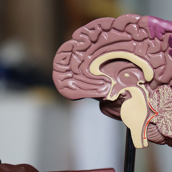 Brain model Brain model